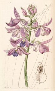 Calanthe sylvatica - Miss Drake